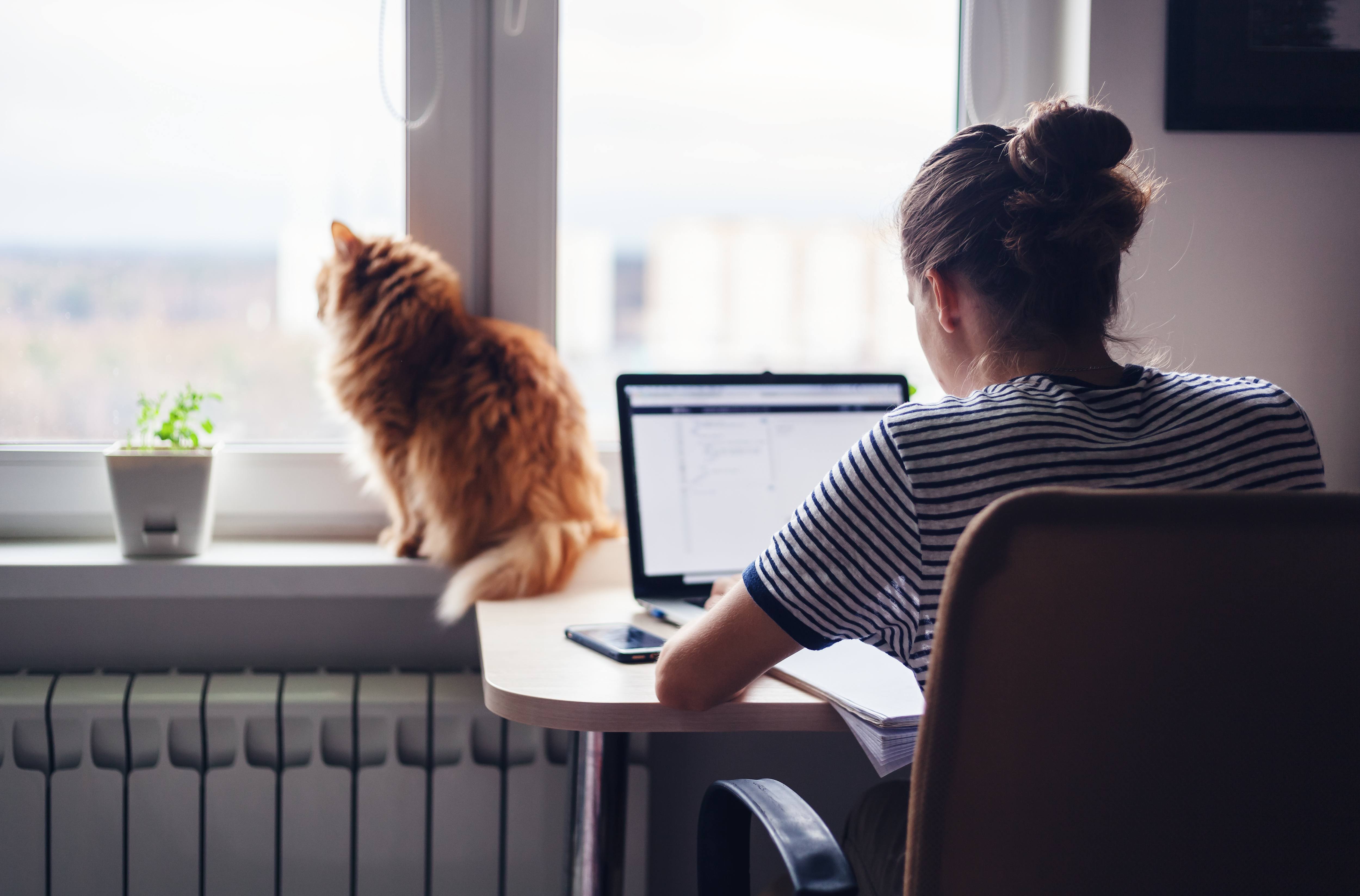 Image shot from behind of female sat at a desk. She is working on a laptop whilst a ginger cat sits on the windowsill and looks out of the window.